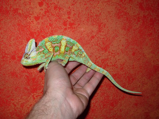 Macho de camale�n calyptratus sobre un fondo rojo, rompiendo el mito.