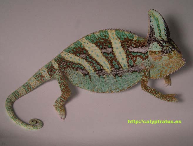 Camale�n. Cuerpo entero