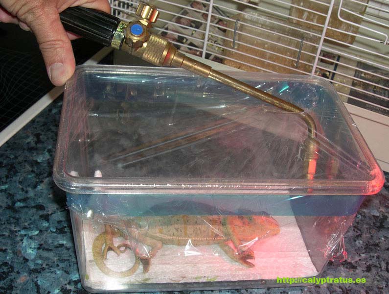 Reanimaci�n por oxigenoterapia a un camale�n calyptratus hembra.